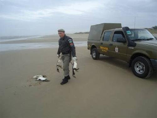 Para bi&oacute;logos, 250 pinguins morreram de causas naturais no Litoral Norte