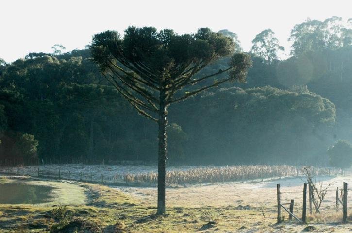 Sol apareceu nas primeiras horas de hoje em Gramado