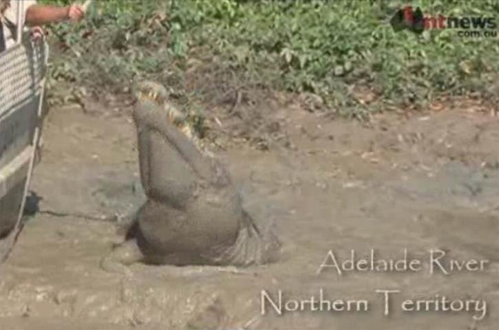 Turistas  t&ecirc;m a oportunidade de ver Brutus nos passeios do Adelaide River Cruises