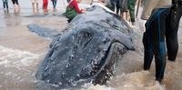 Baleia encalhada será sacrificada, em Pinhal