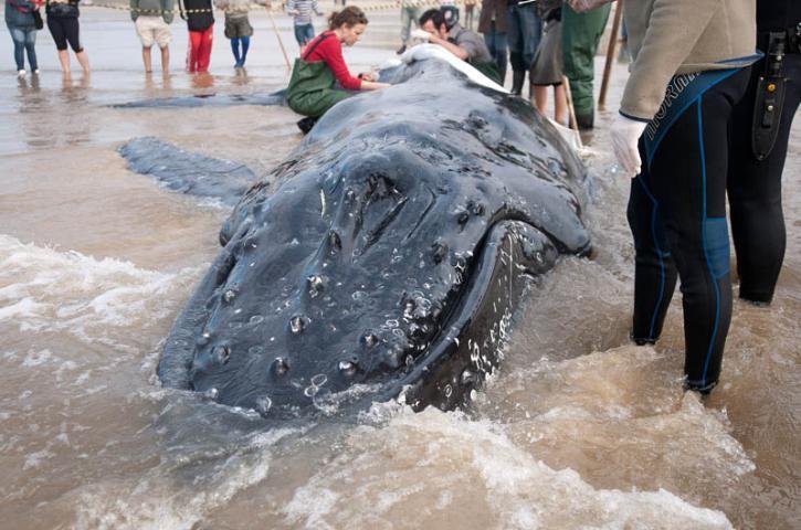 Baleia encalhada ser&aacute; sacrificada, em Pinhal