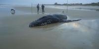 Baleia encalhada em Pinhal é deixada sozinha para morrer