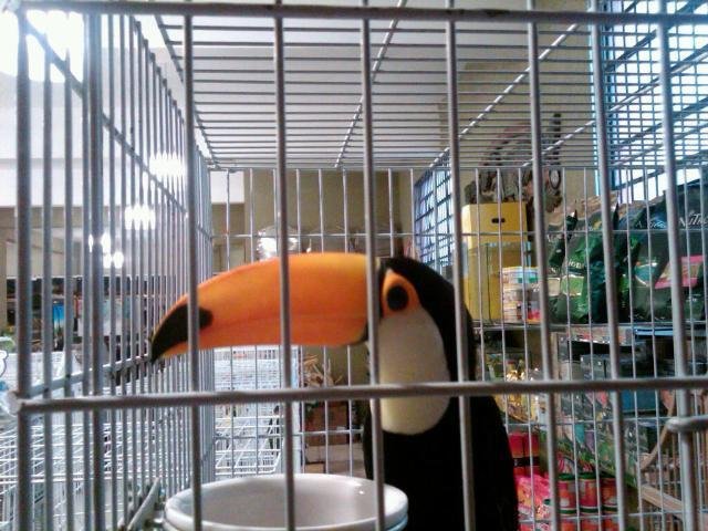 PF desarticula quadrilha de com&eacute;rcio ilegal de animais