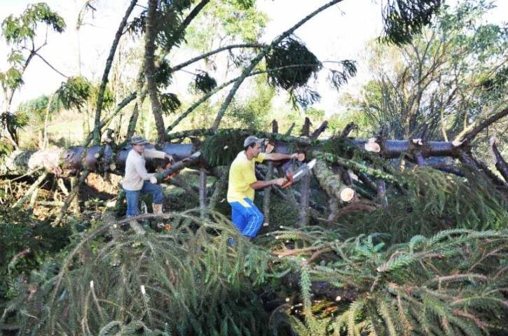 Somente na Comunidade Rio Azul, em Aratiba, ca&iacute;ram 30 pinheiros
