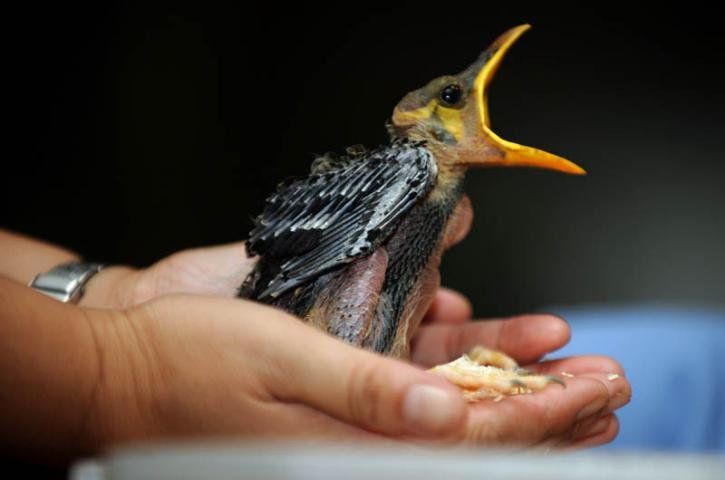 Os animais foram encaminhados para o Zool&oacute;gico de Manila