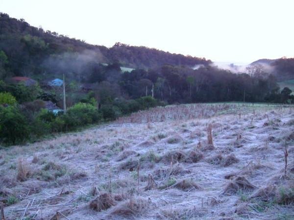 Em Tr&ecirc;s de Maio, as plantas ficaram congeladas pela geada