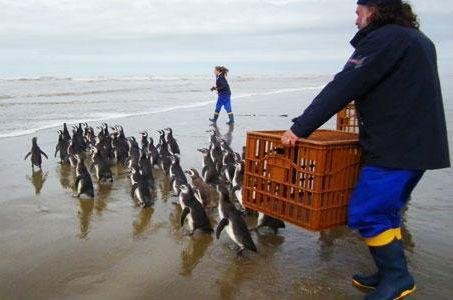 Animais foram devolvidos ao mar na localidade de Quer&ecirc;ncia, praia do Cassino
