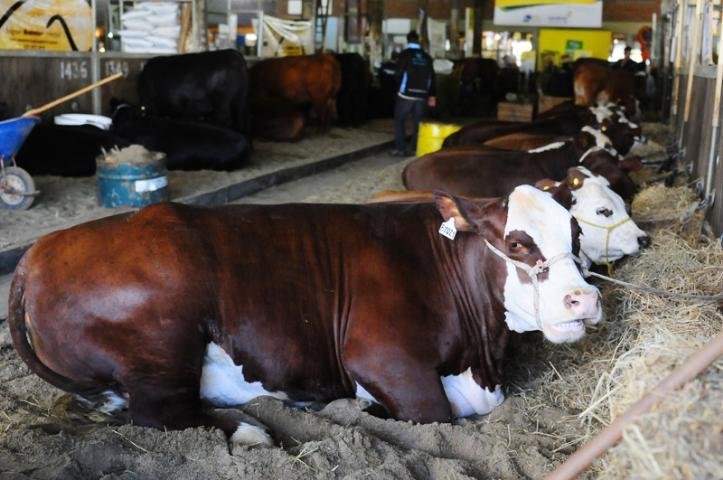 Expointer abre port&otilde;es de sua 34&ordf; edi&ccedil;&atilde;o neste s&aacute;bado