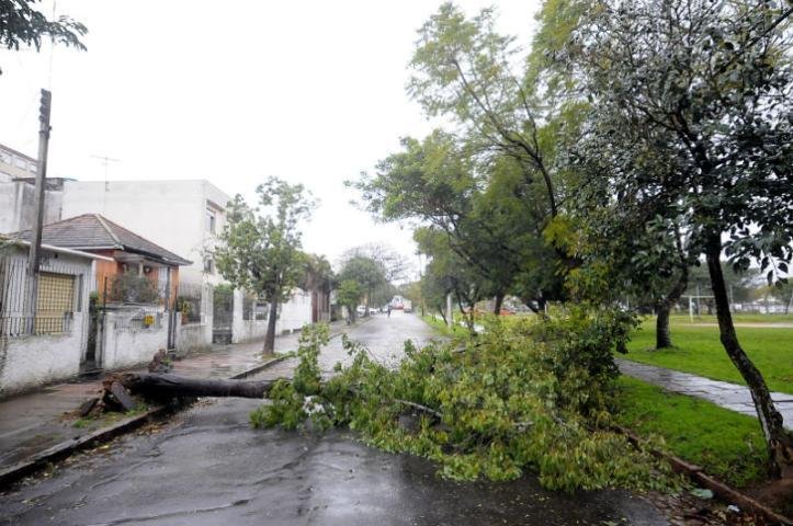As fortes pancadas de chuva com vento derrubaram uma &aacute;rvore no bairro Sarandi