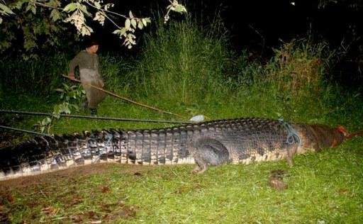 	Crocodilo gigante &eacute; capturado nas Filipinas
