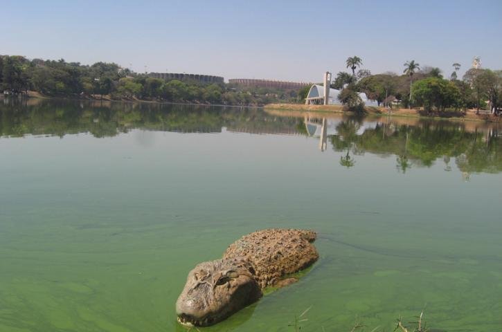Jacar&eacute; toma banho de sol na Lagoa da Pampulha