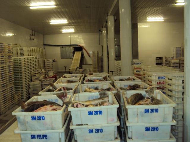 Ibama apreende 18,5 toneladas de peixe em Rio Grande
