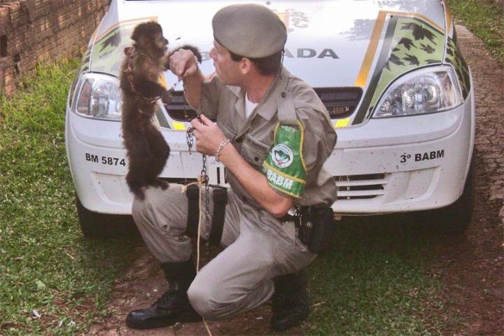 Pol&iacute;cia Ambiental resgata macaco-prego em Rio dos &Iacute;ndios