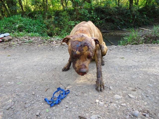 Pol&iacute;cia de Arroio do Meio investiga maus-tratos a c&atilde;o