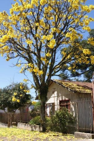 Ip&ecirc; amarelo fica na rua Bento Gon&ccedil;alves com a Pernambuco 