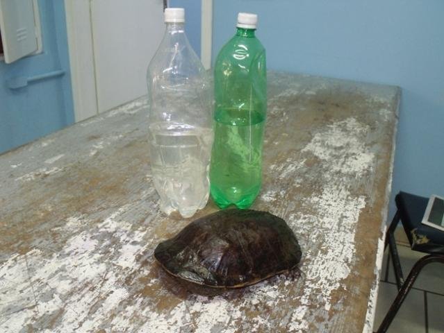 Tartaruga estava embrulhada em pacote junto com litros de cacha&ccedil;a
