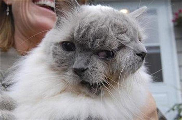 Gato com duas caras entra para o Livro dos Recordes