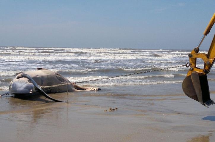 Carca&ccedil;a ser&aacute; enterrada na praia
