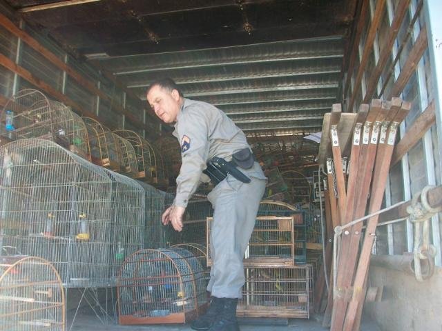 Mais de uma centena de p&aacute;ssaros s&atilde;o apreendidos em Porto Alegre