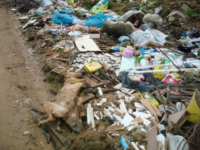 Protetores dos animais fotografaram diversos cachorros mortos pelas ruas 