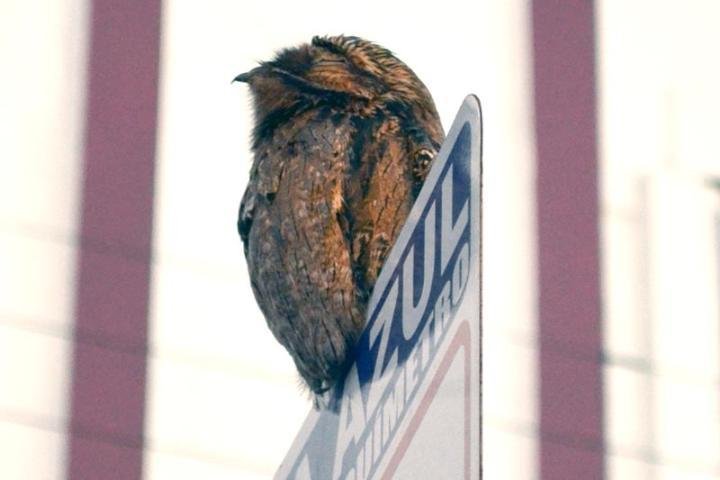 Urutau &eacute; dificilmente encontrado em &aacute;reas urbanas