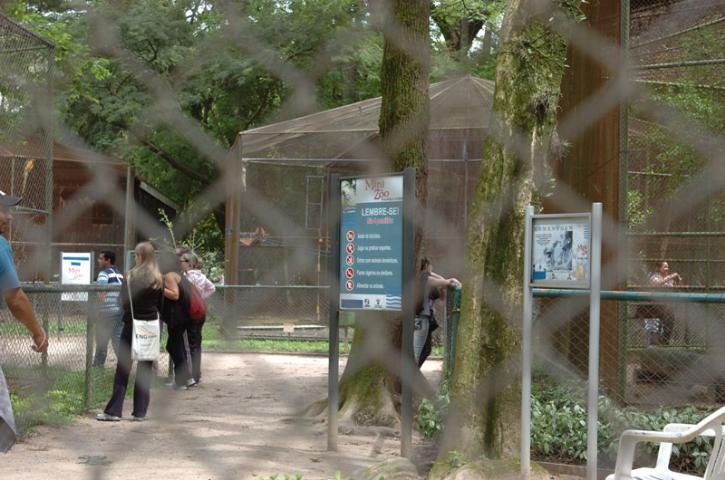 Animais podem ser transferidos para Santa Maria