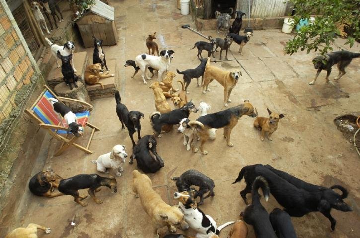 Protetor de animais corre risco de ter que deixar Morro Santa Teresa