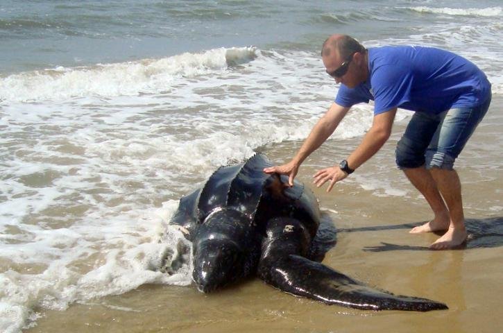 Animal mede mais de um metro e parecia debilitado