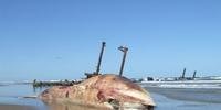 Baleia morta encalha em praia do Sul do Estado