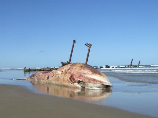 Baleia morta encalha em praia do Sul do Estado