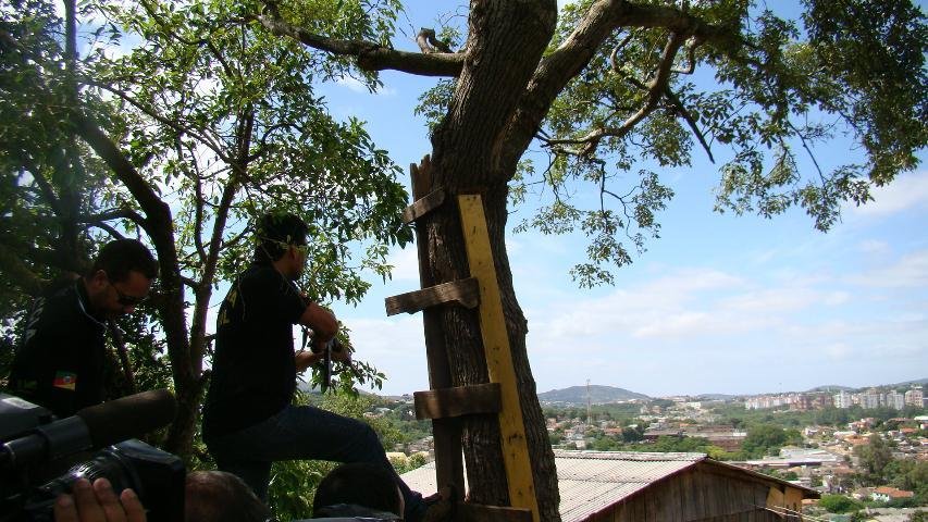 &Aacute;rvores eram adaptadas para o monitoramento da pol&iacute;cia e dos usu&aacute;rios