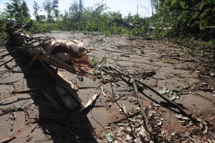 Cerca de 70 &aacute;rvores s&atilde;o arrancadas pelo vento em Esteio