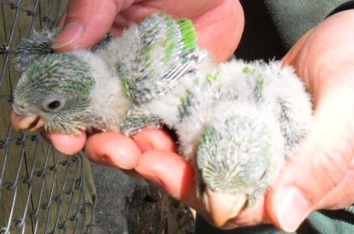 Quatro filhotes de caturritas tamb&eacute;m nasceram no zool&oacute;gico