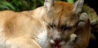 Morte de puma provoca luto no zoológico de Gramado