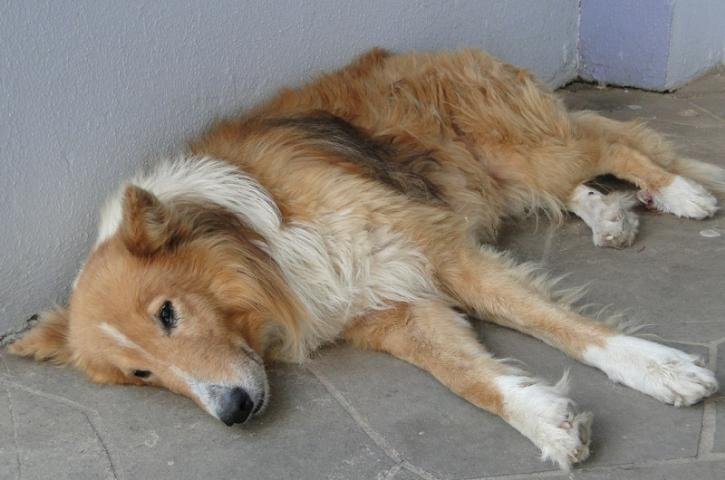 C&atilde;o espera por dono que morreu h&aacute; quatro meses