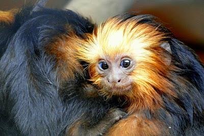 Filhotes completaram 45 dias com boa sa&uacute;de no Parque Zool&oacute;gico
