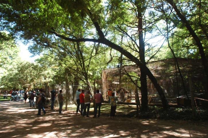 Animais s&atilde;o retirados com redes de conten&ccedil;&atilde;o