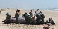Espécie rara de baleia foi encontrada morta em Cidreira