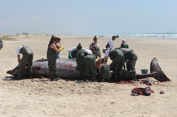 Esp&eacute;cie rara de baleia foi encontrada morta em Cidreira