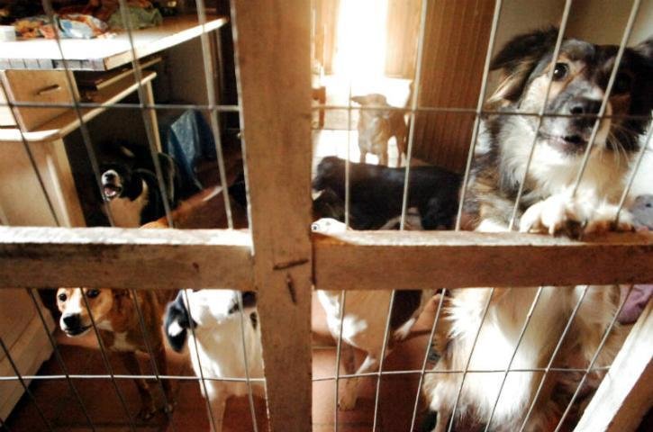 Aposentada mora com 42 gatos e 25 c&atilde;es em Viam&atilde;o Bruno Alencastro