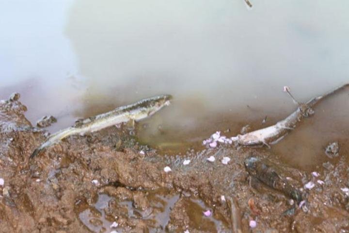 Detergente industrial causou morte de peixes no Alto Uruguai