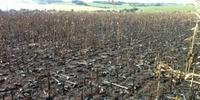 Quase 20 hectares de lavouras foram destruídas pelo fogo
