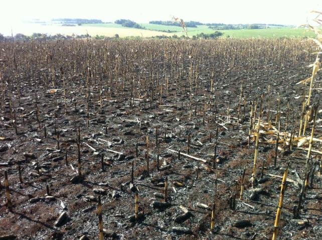 Quase 20 hectares de lavouras foram destru&iacute;das pelo fogo