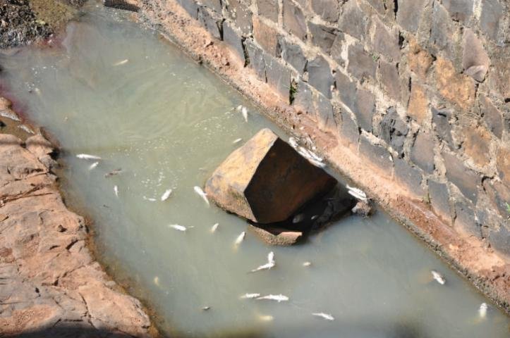 Peixes mortos foram encontrados em Aratiba