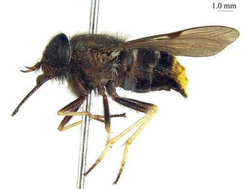 Entomologistas d&atilde;o o nome de Beyonc&eacute; a um inseto raro