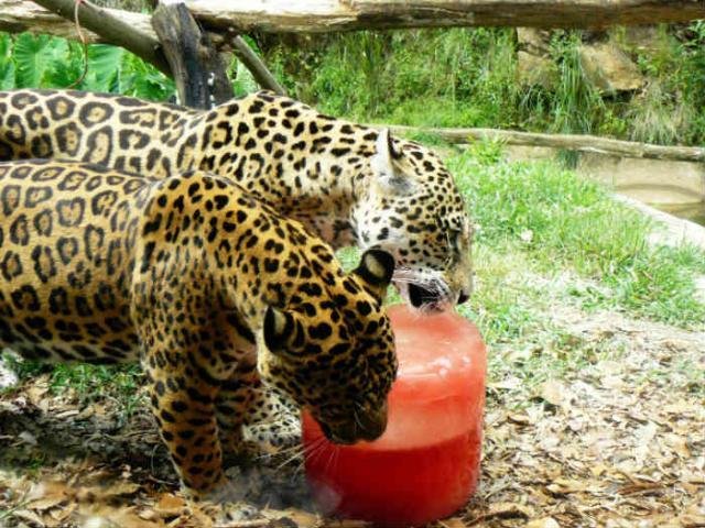 Os felinos recebem cuidados especiais durante o ver&atilde;o