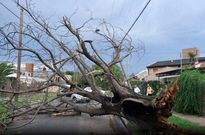 Centenas de &aacute;rvores foram derrubadas pelo vento