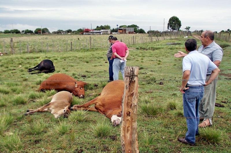Animais sucumbiram com sintomas de carb&uacute;nculo hem&aacute;tico 30 minutos ap&oacute;s aplica&ccedil;&atilde;o da dose