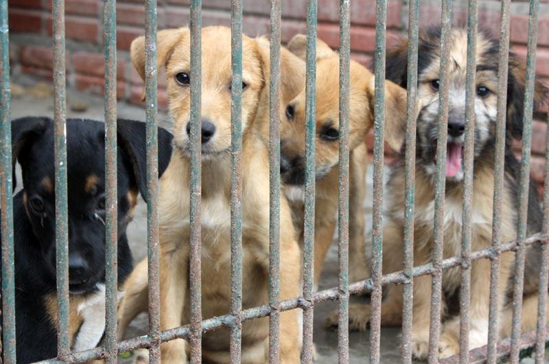 Todos os animais que est&atilde;o abrigados podem ser adotados
