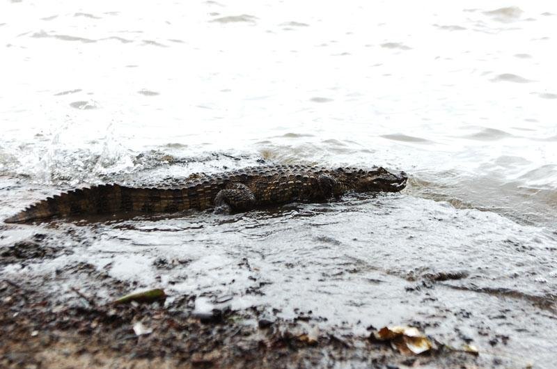 Jacar&eacute; &eacute; encontrado em p&aacute;tio de resid&ecirc;ncia em Gua&iacute;ba